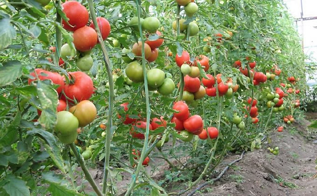 farm